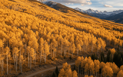 Premium Financing Life Insurance Case Study: How to Create Estate Liquidity Without Selling Assets