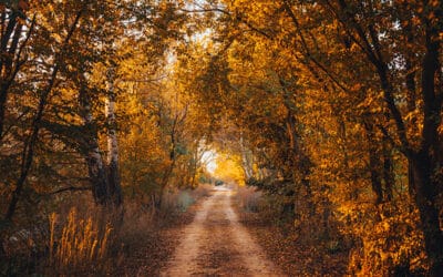 Advanced Life Insurance Design: Beyond Whole Life vs. IUL