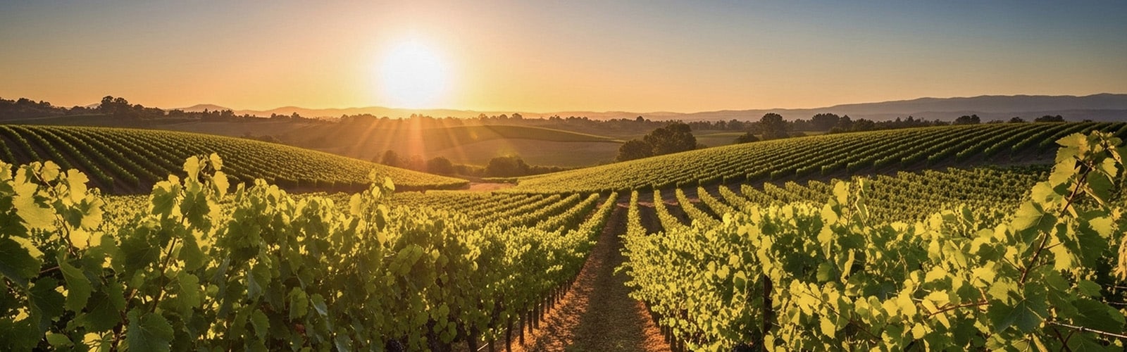 Vineyard at sunrise representing estate liquidity planning and preserving family wealth
